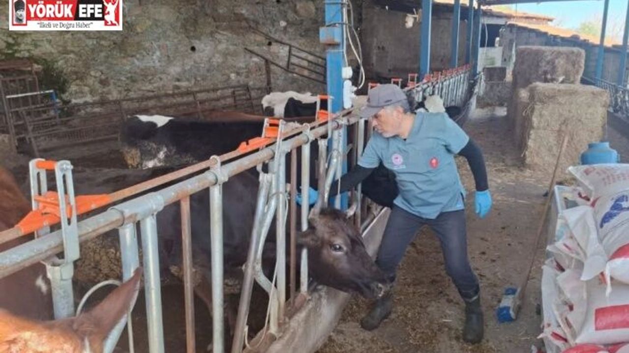 Aydın’da şap ve hastalıklara karşı aşılama çalışmaları sürüyor