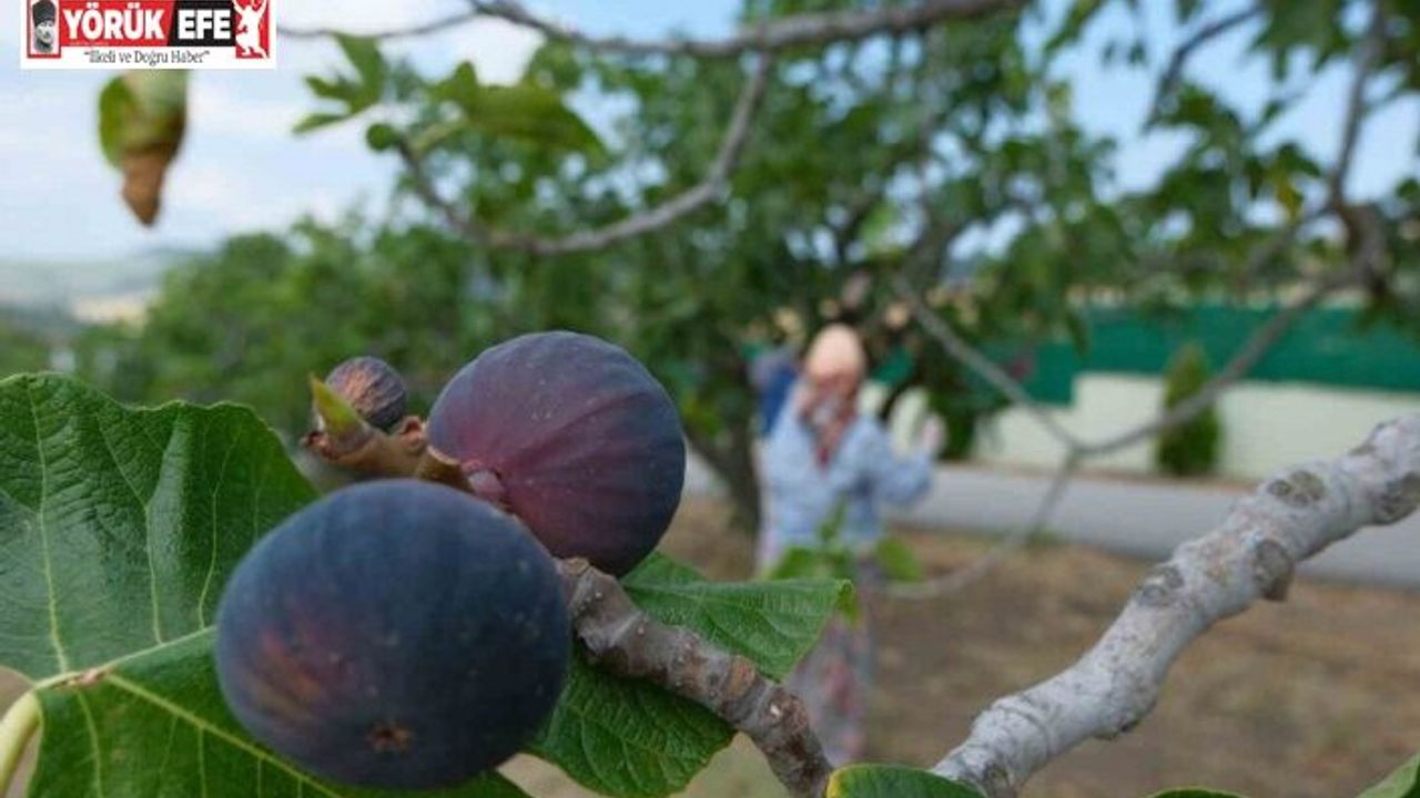 Bozdoğan’da bir yılda 2 bin incir fidanı toprakla buluştu