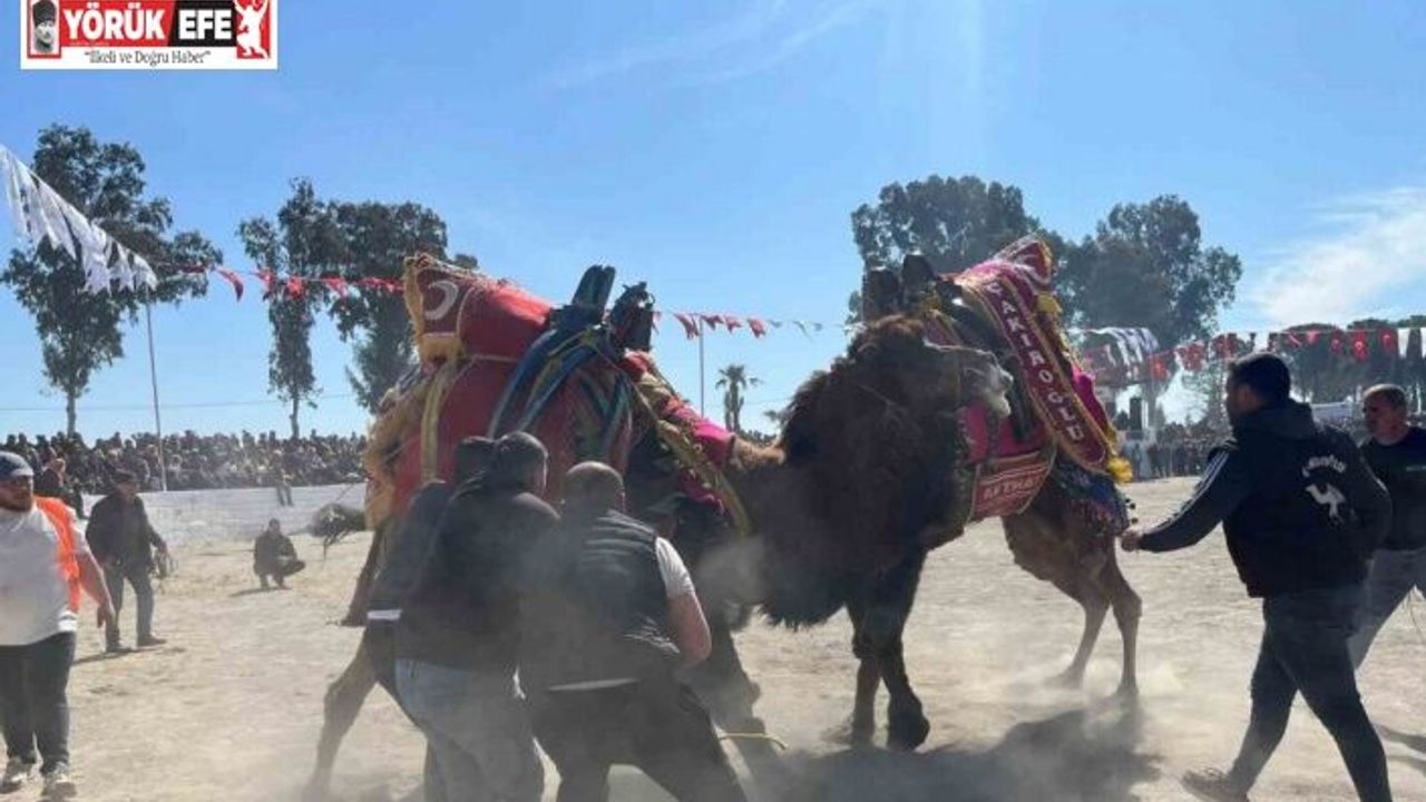 Şap karantinası kalktı, deve güreşleri İncirliova’da başladı