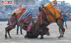 Karpuzlu deve güreşine hazırlanıyor