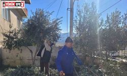 Buharkent’te kursiyerler zeytin ağaçları başında ter döktü