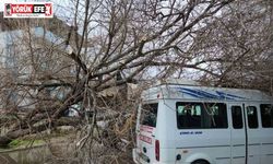 Çine’de dut ağacı minibüsün üstüne devrildi