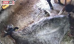 Doğum yapmakta zorlanan ineği sezaryen yapan S.T.’den açıklama: Çağırdılar insanlık namına yardımcı oldum