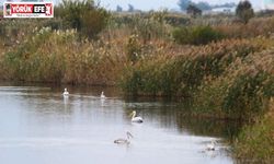 EKODOSD Başkanı Sürücü: "Söke Ovası antik dönemdeki deniz görünümüne döndü"
