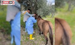 İncirliova’da Afrika At Vebası’na karşı çalışma başlatıldı