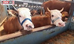 İncirliova’da şap karantinası kaldırıldı