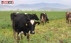 Karacasu’da şap hastalığına yönelik karantina kaldırıldı