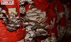 Sultanhisar’da mantar yetiştiriciliği kursu açılıyor