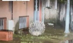 Yenipazar’da nesli tükenmekte olan oklu kirpi kameraya yansıdı