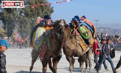 Deve güreşi takvimi belli oldu