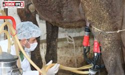 Deve sütü gıda teknolojisine giriyor