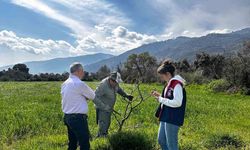 Bozdoğan İlçe Tarım ve Orman Müdürlüğü ekipleri ilek bahçesinde bakım yaptı