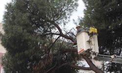 Efeler'de yağışlara dayanamayan 2 ağaç yan yattı