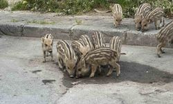 İzmir'de yaban domuzları gündüz vakti sokaklarda yiyecek aradı