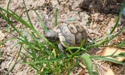 Kuşadası'nda kaplumbağalar için özel yaşam alanı oluşturuldu
