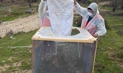 Aydın ormanlarında çam kese böceğine karşı kapsamlı mücadele