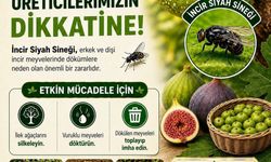 Buharkent'te incir üreticilerine siyah sinek uyarısı
