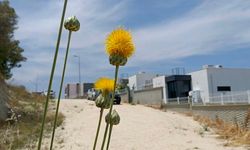 Doğaseverlerden Tülüşah için 'acil koruma' çağrısı