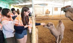 Estonyalı öğrenciler deve çiftliğini gezdi