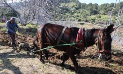 Gençler köyü terk edince iş yaşlılara kaldı