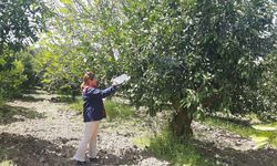 Tarım arazilerinde hastalık ve zararlı mesaisi