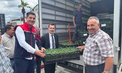 Bozdoğan'da üreticilere 14 bin domates fidesi dağıtıldı