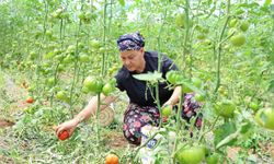Dangalak domatesin hasadı başladı