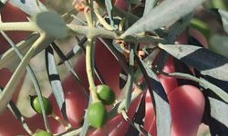 Didim'de zeytin üreticilerine 'zeytin güvesi' uyarısı