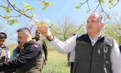 Kestane zararlısına karşı 2 bin 700 parazitoit böcek doğaya salındı