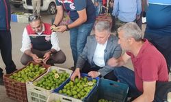 Buharkent'te ilekler, tezgahta incelendi