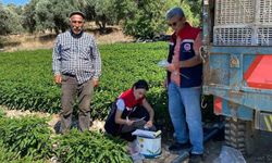 Didim'de salatalıklardan numuneler alındı