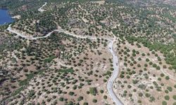 Aydın'da 15 yıl önce dikilen fıstıkçamları kozalak vermeye başladı