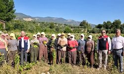 Aydın'da tütün üretiminin merkezi Karacasu'da kırım başladı