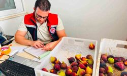 Nazilli'de taze incir denetimi
