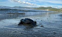 Aydın'da Caretta carettaların yavru çıkışları tamamlandı
