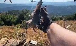 Aydın'da doğal yaşam alanlarına kınalı keklik salımı yapıldı