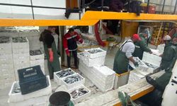 Didim'de hamsi kotası denetimleri sürüyor