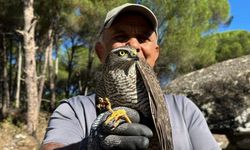 Kuşadası'nda kurtarılan atmaca ve sansar yeniden doğaya bırakıldı