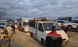 Nazilli Hayvan Pazarı açıldı, denetimler sıkılaştırıldı