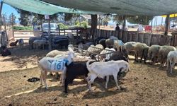Nazilli ve Çine hayvan pazarları yeniden açılıyor