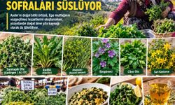 AYDIN’IN DAĞLARINDA YETİŞEN ŞİFALI OTLAR SOFRALARI SÜSLÜYOR