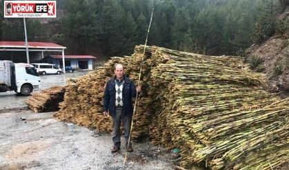 Aydın’daki kargılar Denizli’ye açıldı