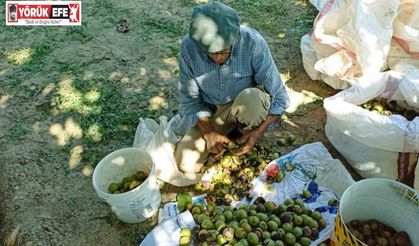 Aydın’da ceviz hasadı başladı