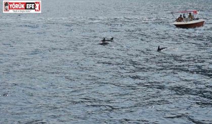 Yunus balıklarının tur teknesi ile dansı