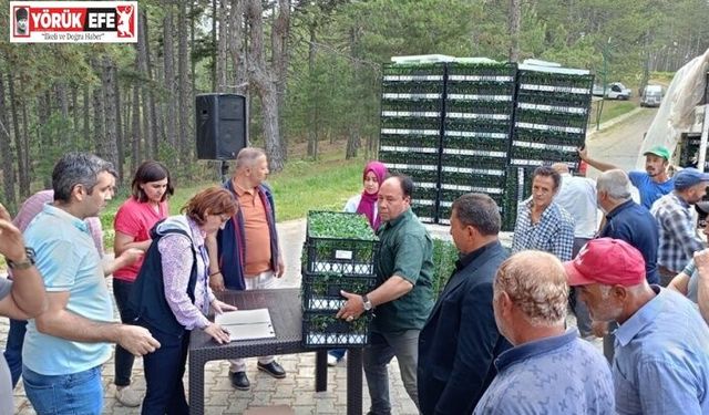 Kuyucak’ta 200 bin geçci domates fidesi dağıltı