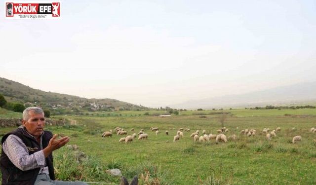 Ömrünü çok sevdiği koyunlarına adadı