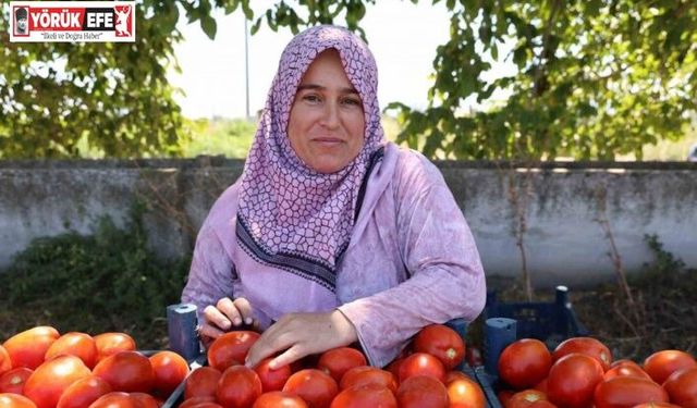 Aydın’da salça ve kışlık telaşı başladı