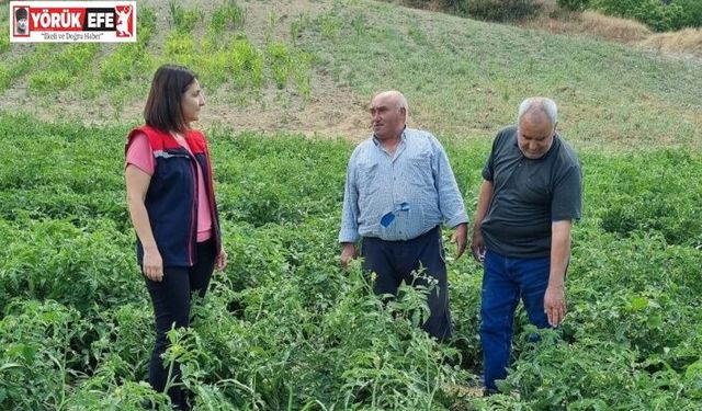 Kuyucak’ta proje kapsamında dağıtılan domates fideleri kontrol edildi
