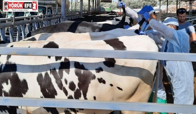 Kuyucak’ta hayvan sağlığı için kan örnekleri alındı