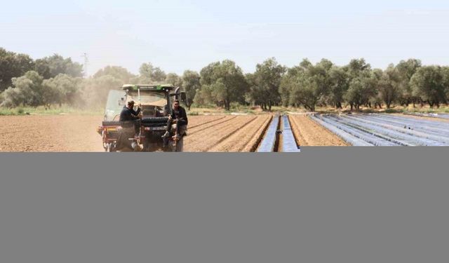 Son yıllarda altın yıllarını yaşayan çilek üreticisi tarlaya erken indi